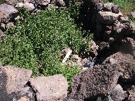 Piano_Provenzana - 20100606 093.jpg